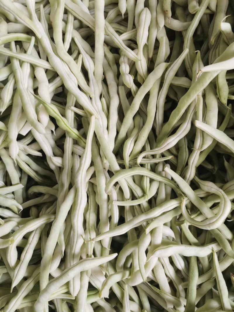 豆角四季豆现货20---35厘米长五斑点无虫眼
