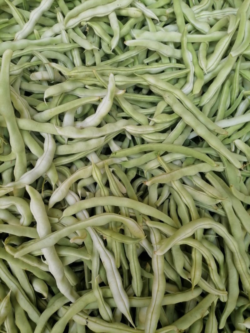 豆角四季豆现货20---35厘米长五斑点无虫眼