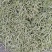 豆角四季豆现货20---35厘米长五斑点无虫眼