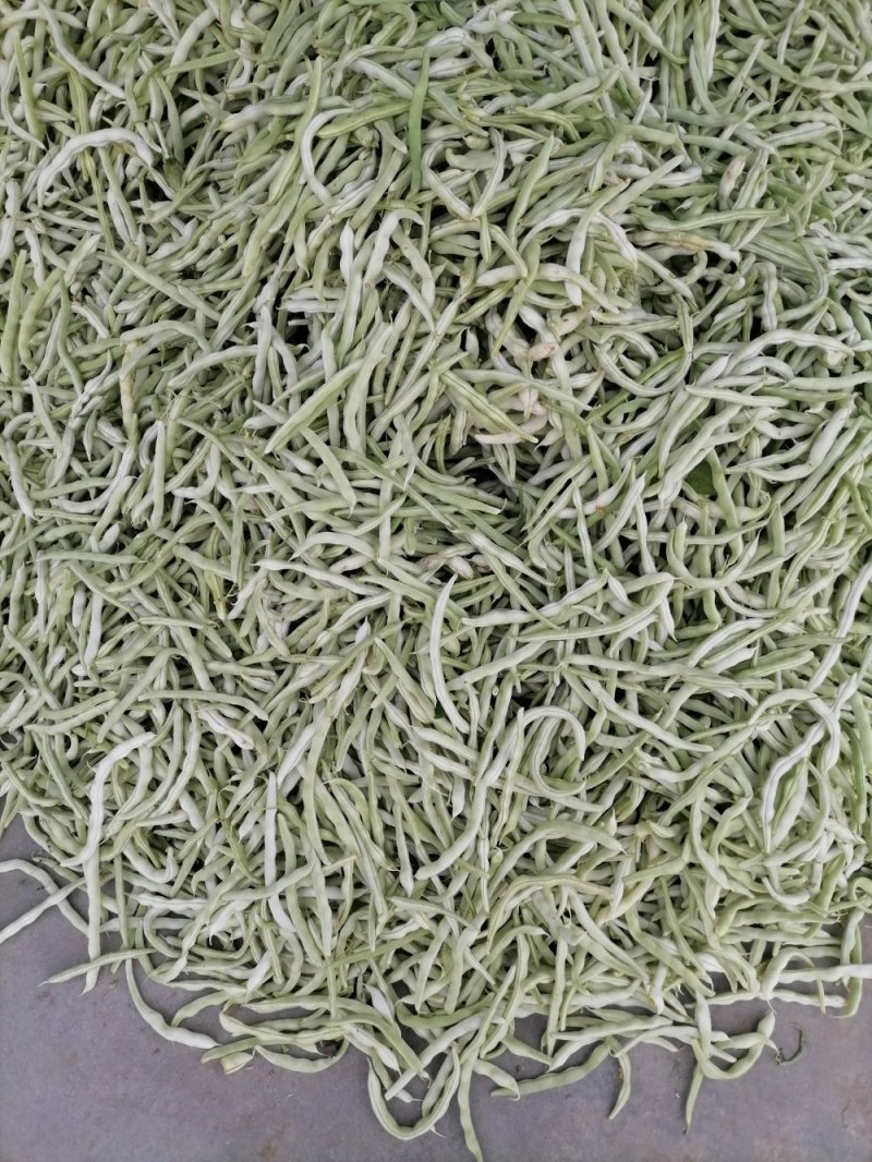 豆角四季豆现货20---35厘米长五斑点无虫眼