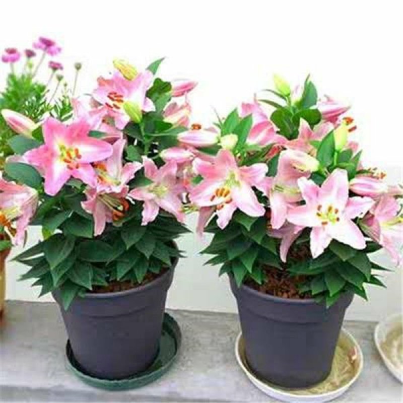 【2个月开花】百合花种球盆栽植物室内花卉绿植四季开花香水