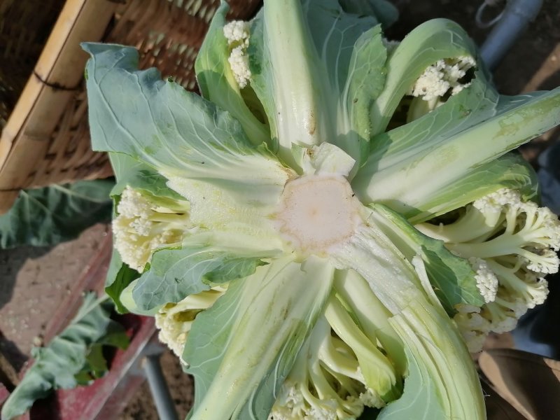 菜花2-3斤适中乳白。随到随装
