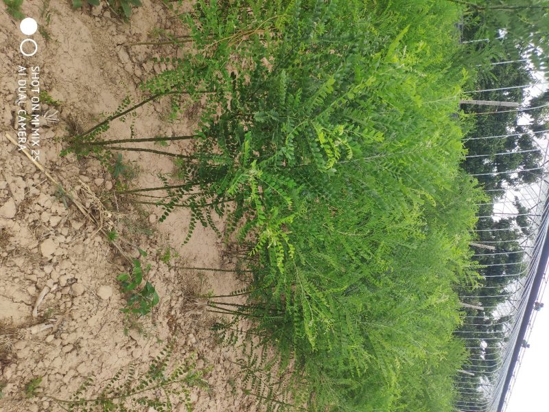 山西运城国槐苗，当年国槐苗，造林苗，国槐小苗，槐树苗
