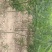 山西运城国槐苗，当年国槐苗，造林苗，国槐小苗，槐树苗