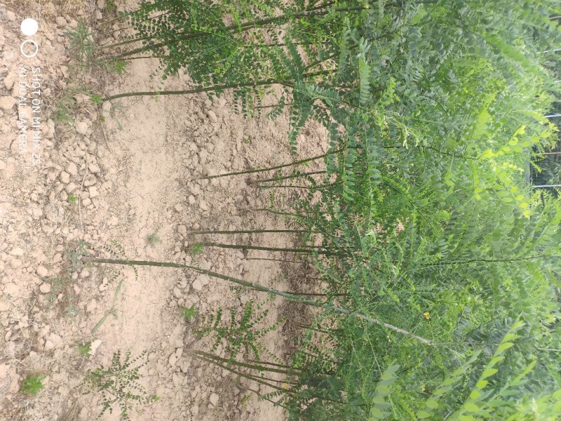 山西运城国槐苗，当年国槐苗，造林苗，国槐小苗，槐树苗