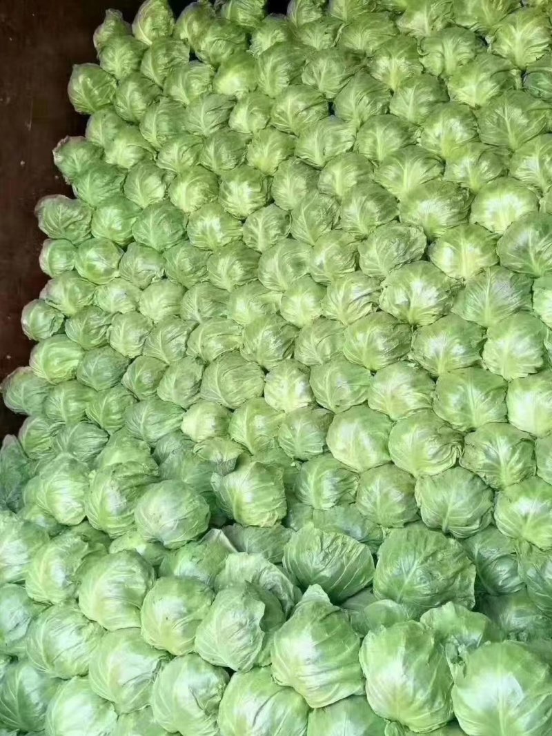 甘蓝