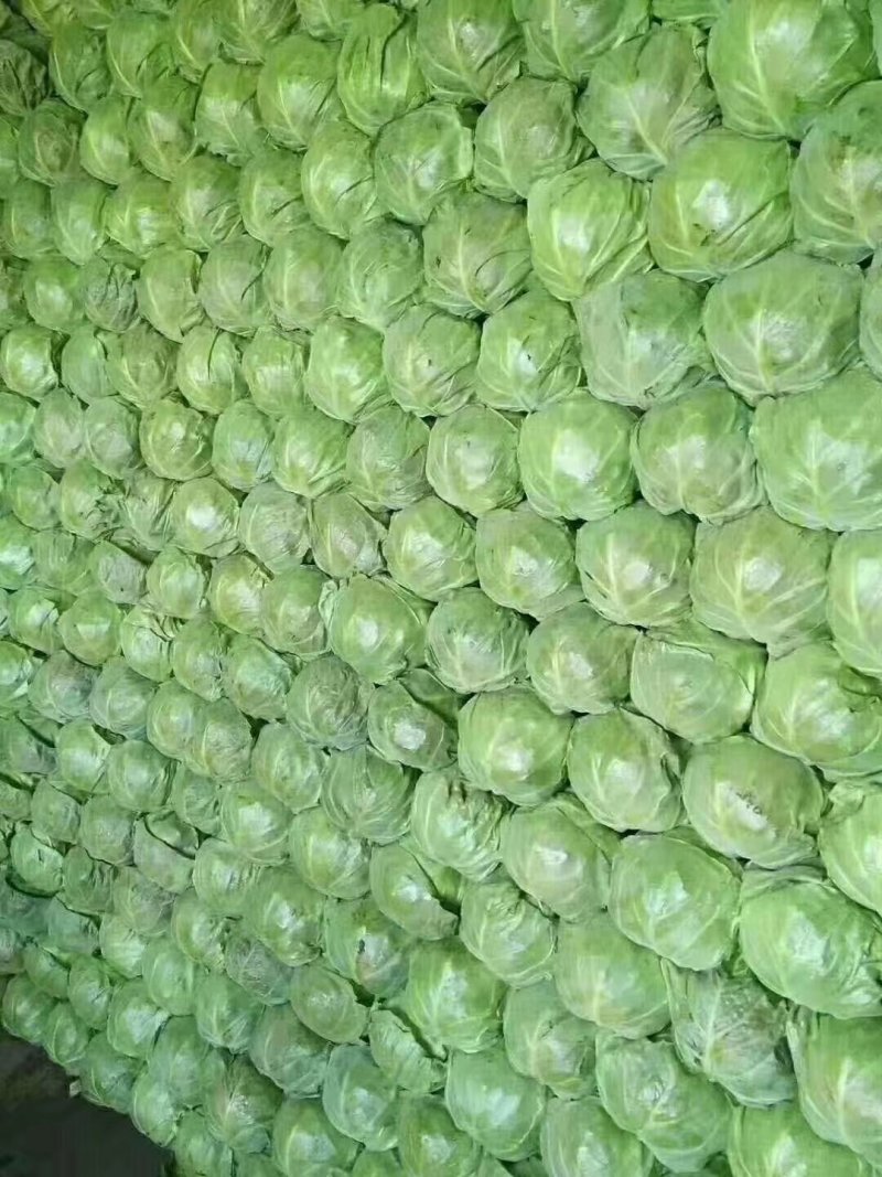 甘蓝