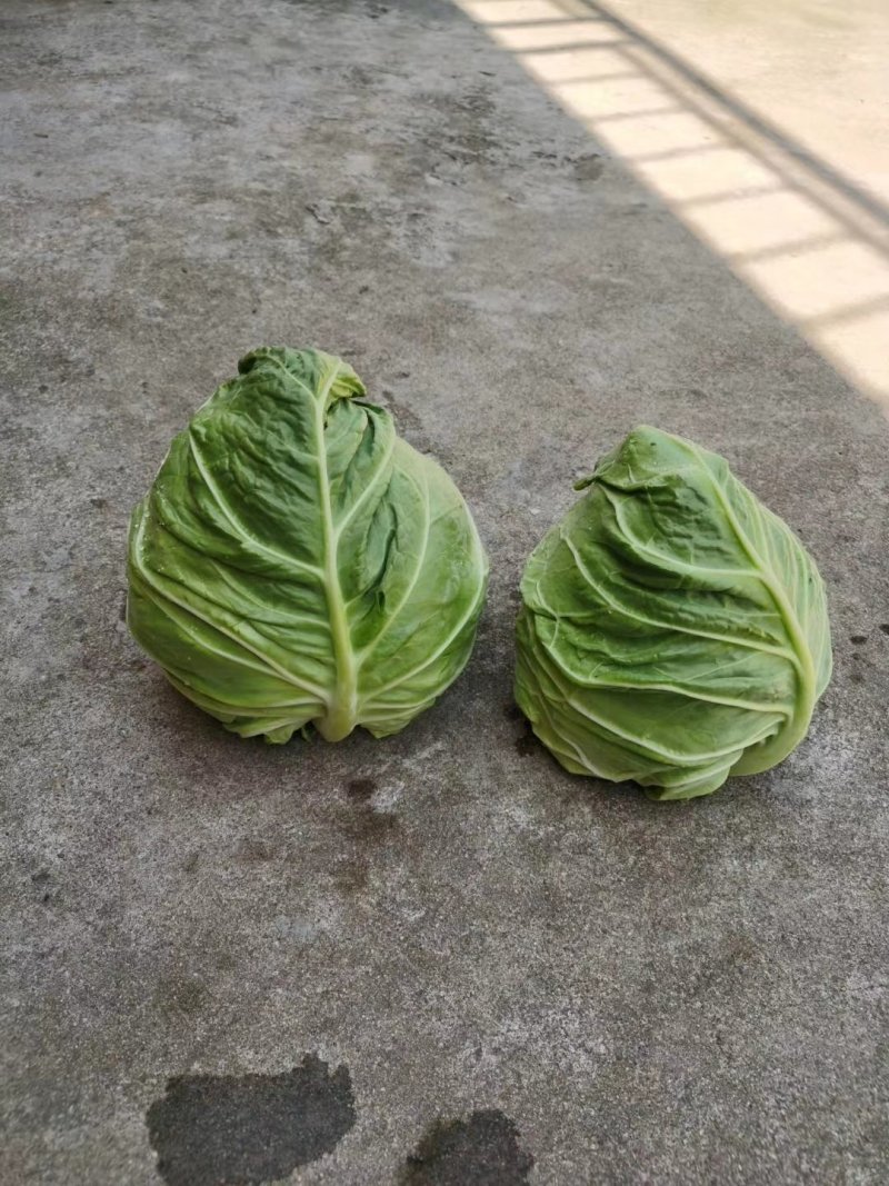 甘蓝