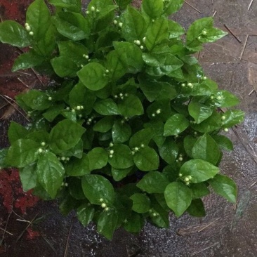 茉莉花和各种栀子花需要的朋友请联系我，量大从优。