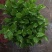 茉莉花和各种栀子花需要的朋友请联系我，量大从优。