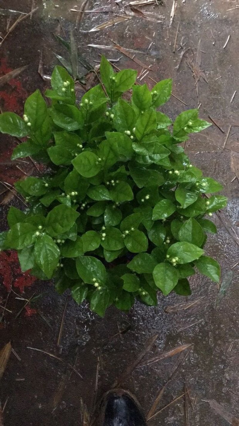 茉莉花和各种栀子花需要的朋友请联系我，量大从优。