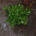 茉莉花和各种栀子花需要的朋友请联系我，量大从优。
