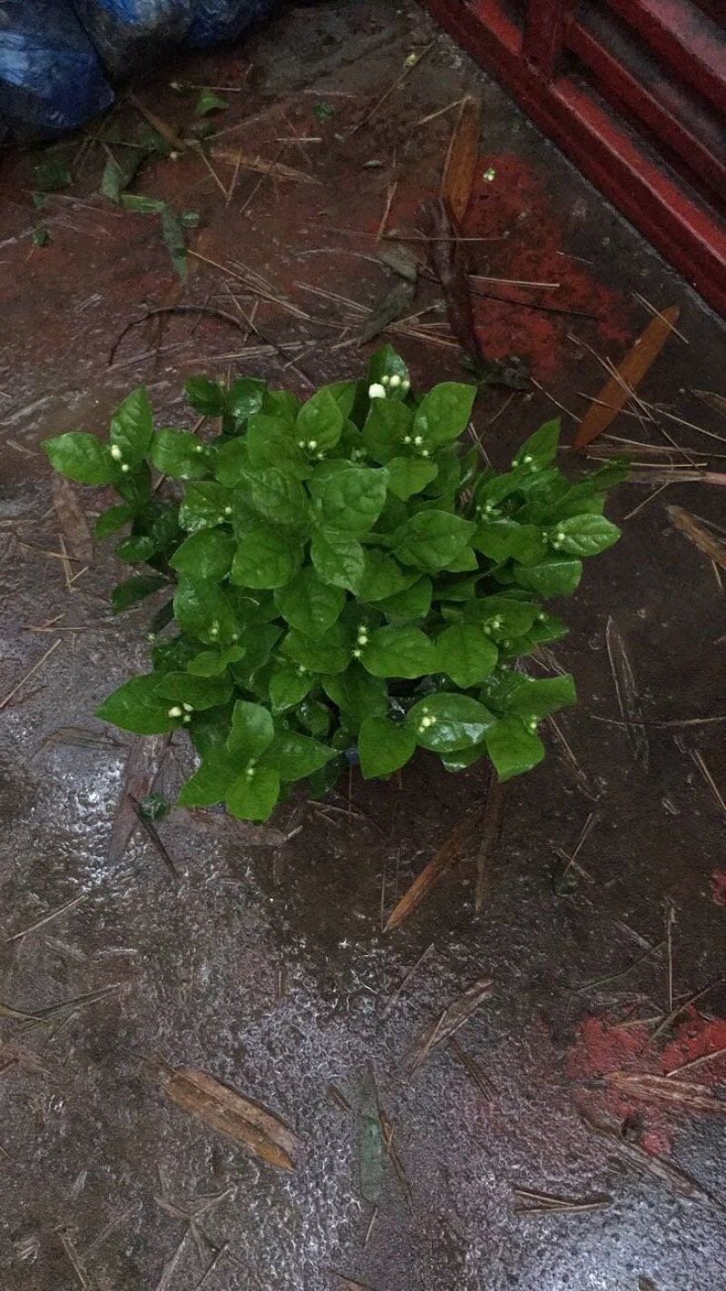 茉莉花和各种栀子花需要的朋友请联系我，量大从优。