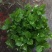 茉莉花和各种栀子花需要的朋友请联系我，量大从优。