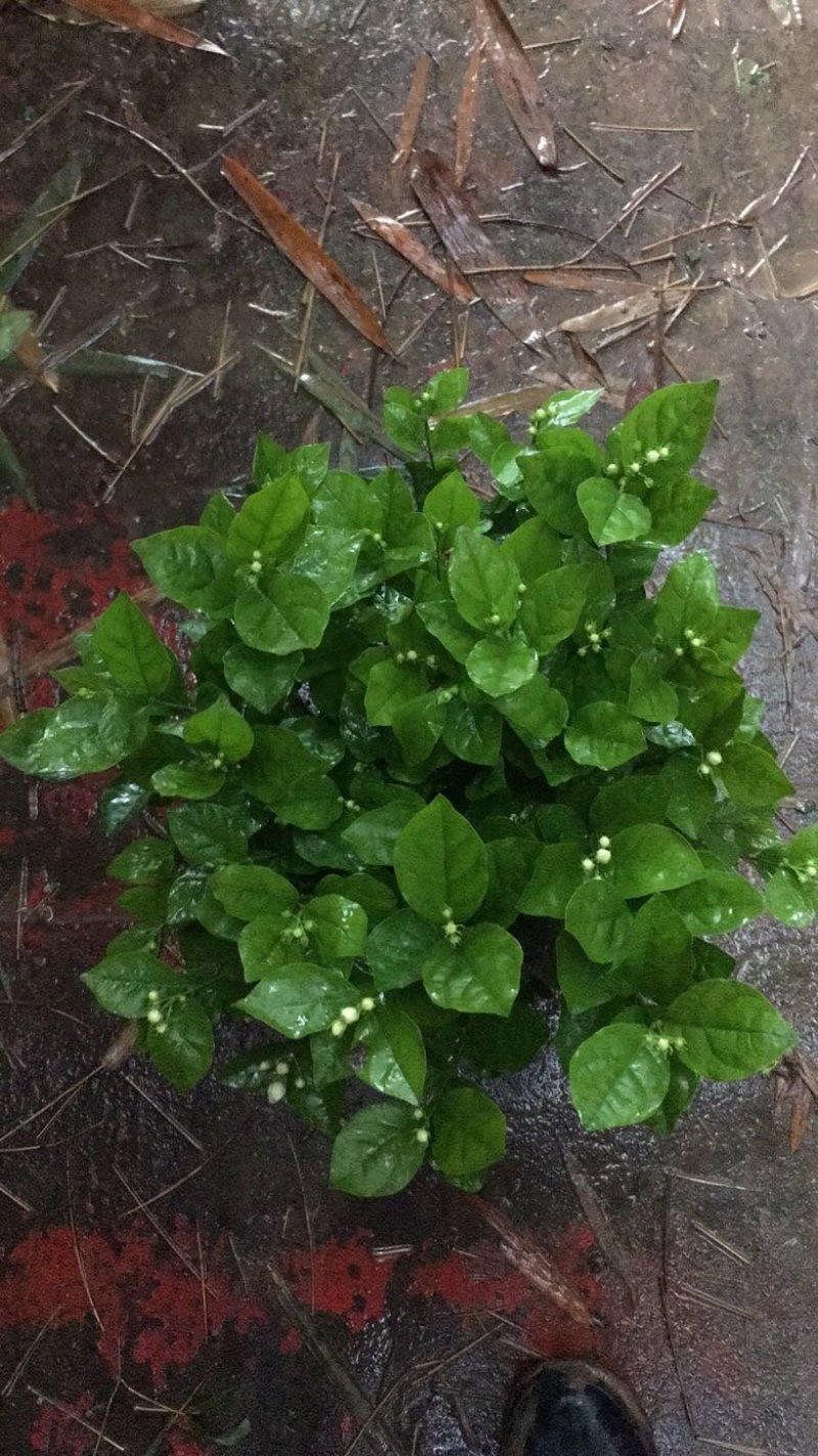 茉莉花和各种栀子花需要的朋友请联系我，量大从优。