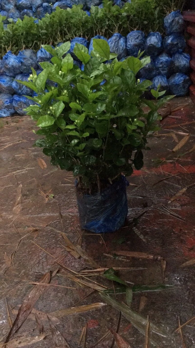 茉莉花和各种栀子花需要的朋友请联系我，量大从优。