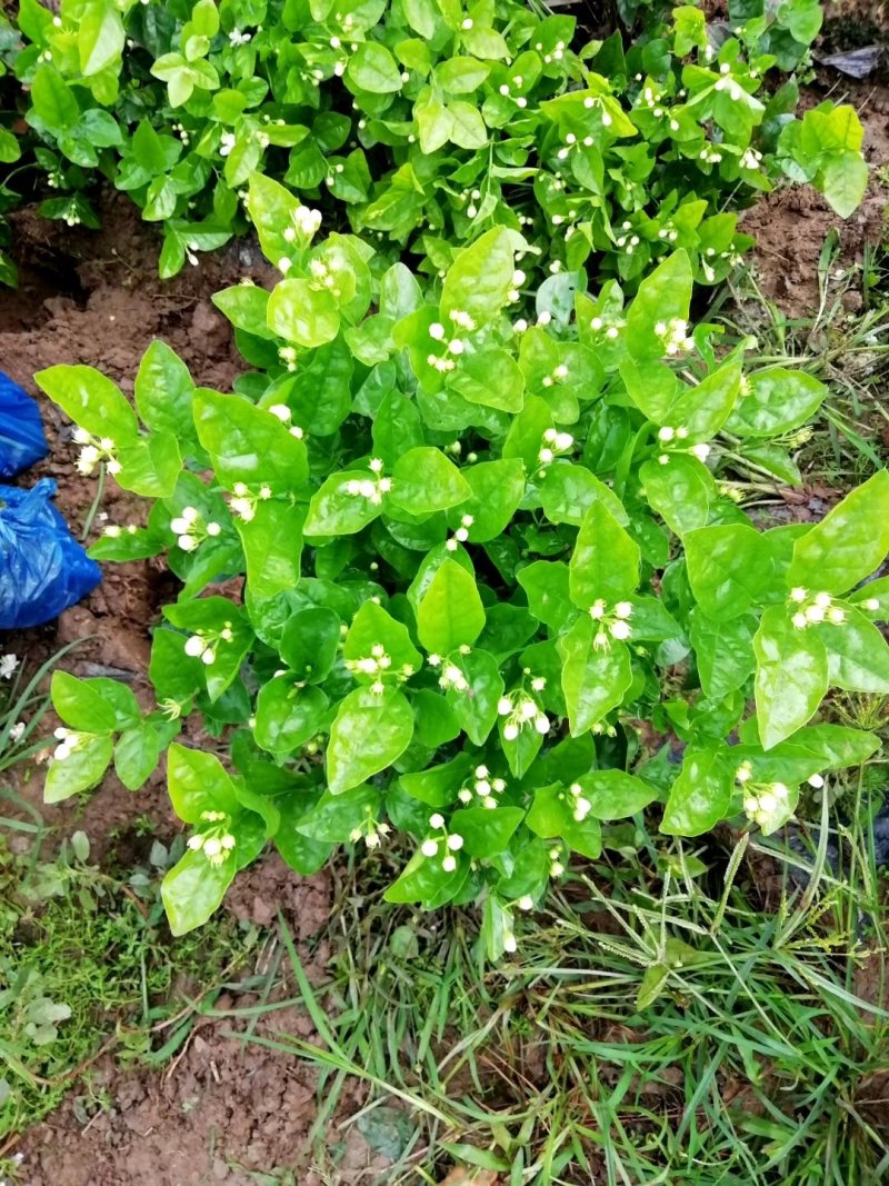 茉莉花和各种栀子花需要的朋友请联系我，量大从优。