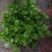 茉莉花和各种栀子花需要的朋友请联系我，量大从优。