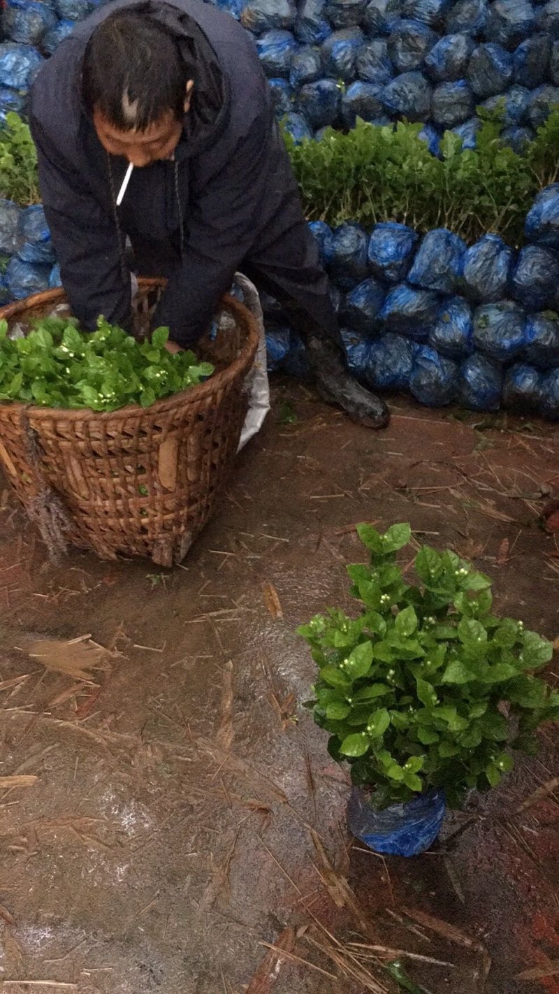 茉莉花和各种栀子花需要的朋友请联系我，量大从优。
