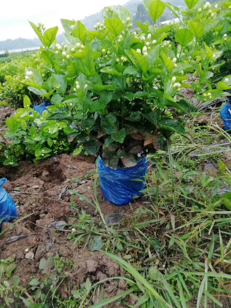 茉莉花和各种栀子花需要的朋友请联系我，量大从优。