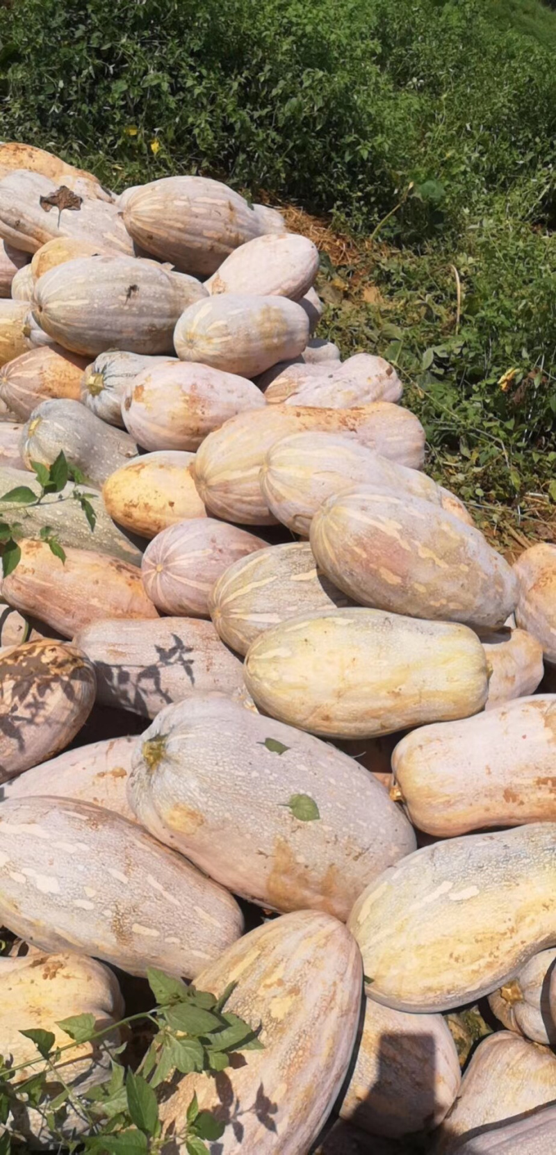 蜜本南瓜🎃