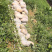 蜜本南瓜🎃