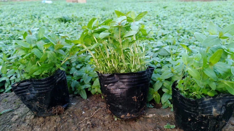 千屈菜，水生植物，绿化用千屈菜！产地直销