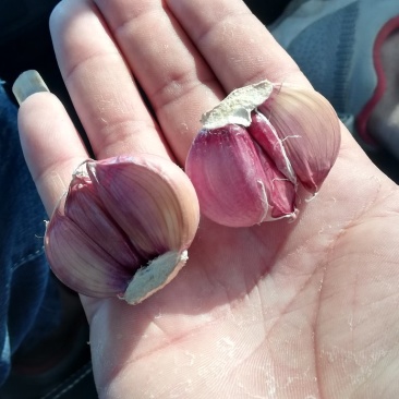 大蒜