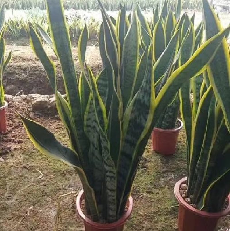 金边虎皮兰绿植吸甲醛客厅卧室办公室内花卉盆栽虎皮兰