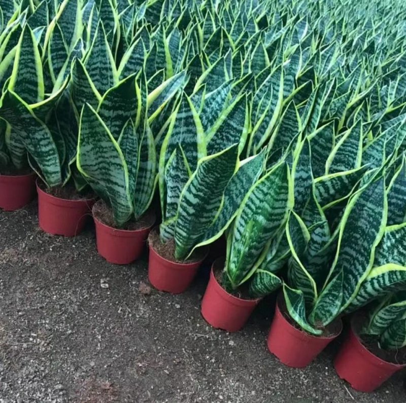 金边虎皮兰绿植吸甲醛客厅卧室办公室内花卉盆栽虎皮兰