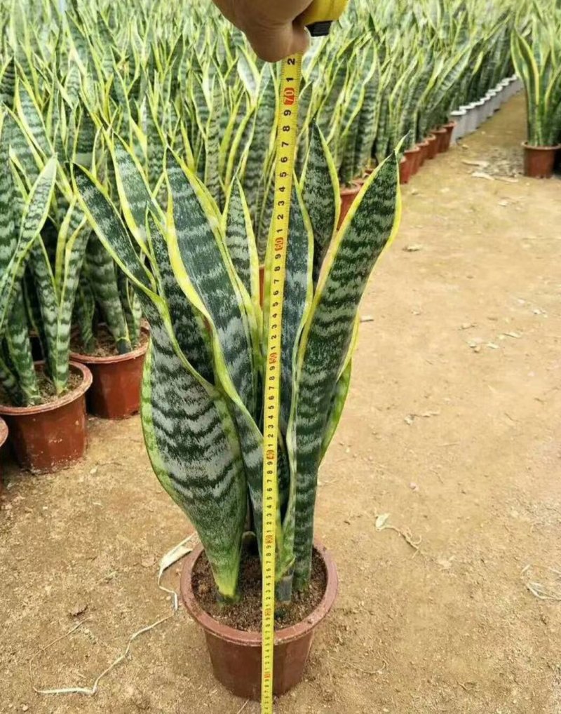 金边虎皮兰绿植吸甲醛客厅卧室办公室内花卉盆栽虎皮兰