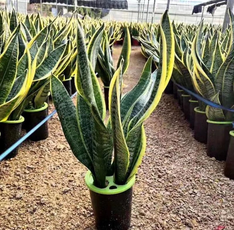 金边虎皮兰绿植吸甲醛客厅卧室办公室内花卉盆栽虎皮兰