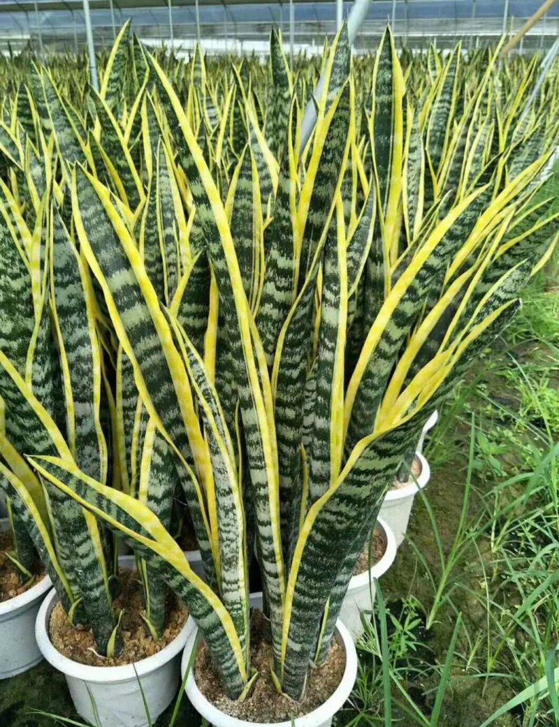 金边虎皮兰绿植吸甲醛客厅卧室办公室内花卉盆栽虎皮兰