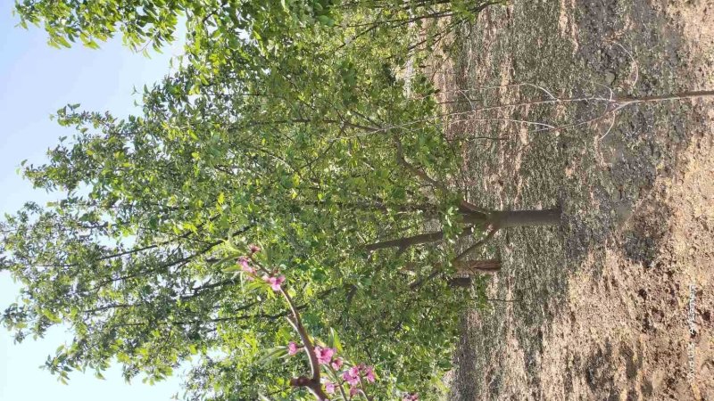 八棱海棠，河北产地，数量多，规格全，包办手续，协助找车