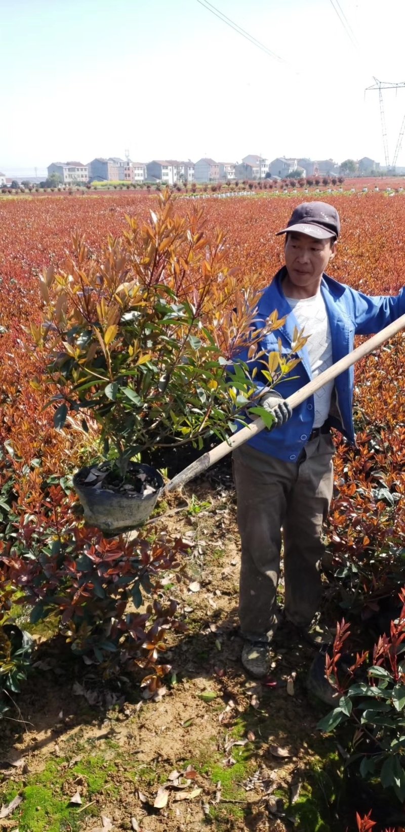 红叶石楠球红叶石楠营养钵大杯苗小苗，红叶石楠树地径3/4