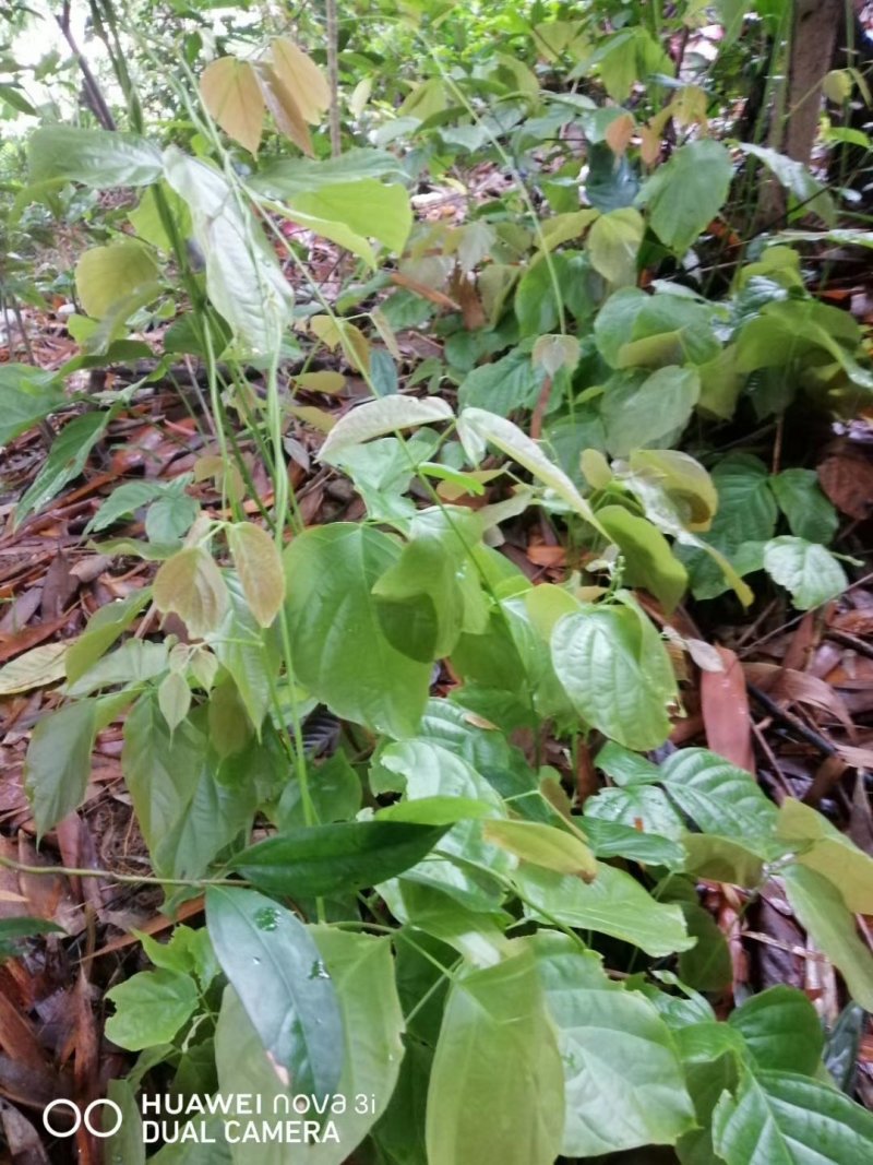 大量出售鸡血藤苗，广西本地扁血藤种源种苗