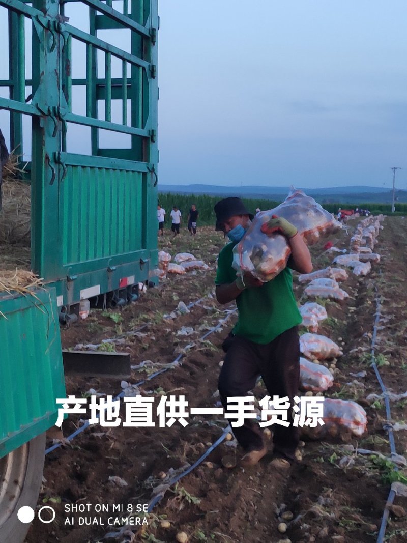 土豆荷兰土豆产地直供，肉质鲜美量大从优