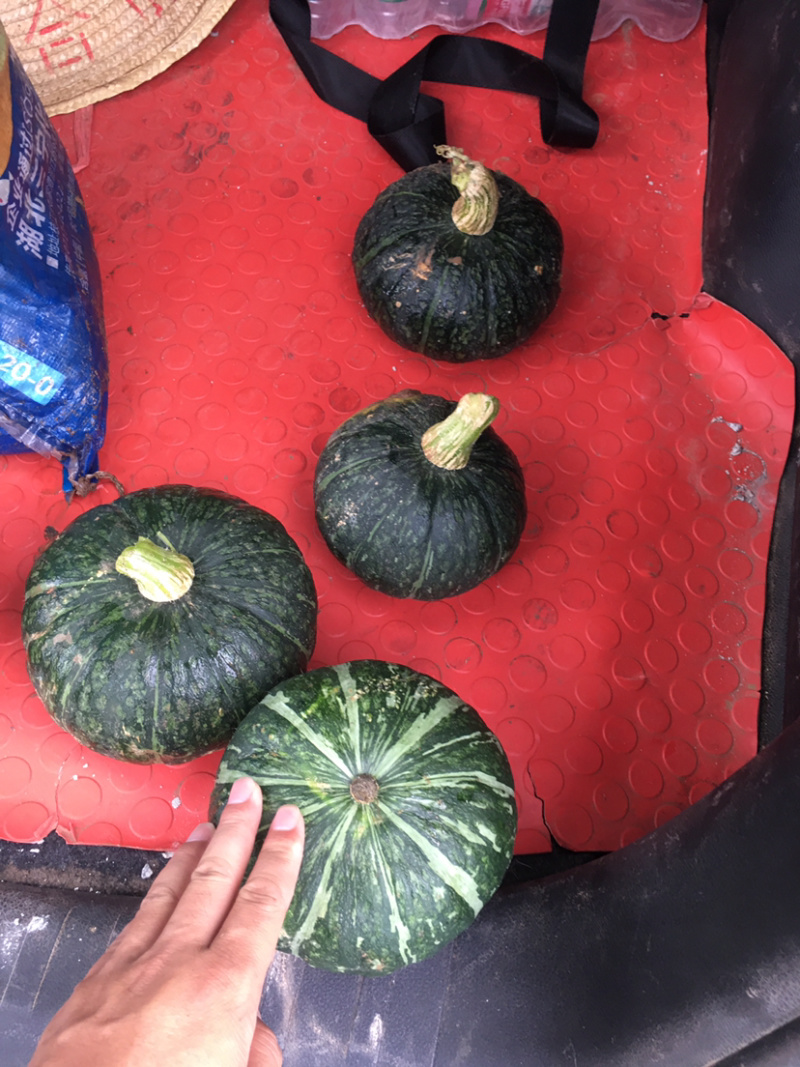 精品板栗南瓜，基地直供，保质保量，欢迎大家选购