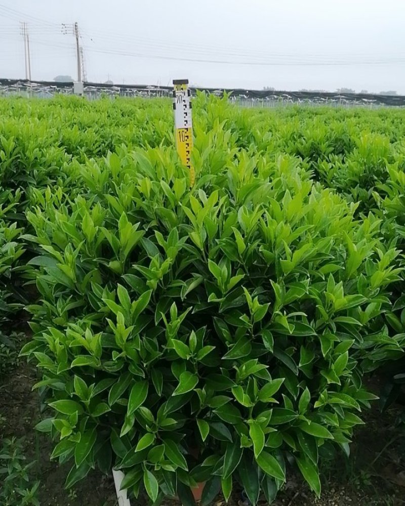 鸭脚木非洲茉莉榕树基地直销图片全部现货，货靓价优