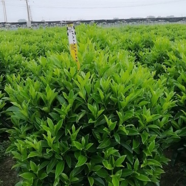 非洲茉莉基地直销