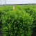 非洲茉莉基地直销