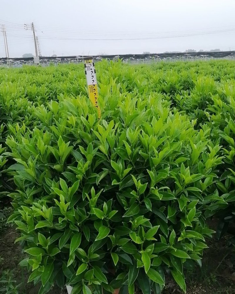 非洲茉莉基地直销