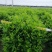 非洲茉莉基地直销