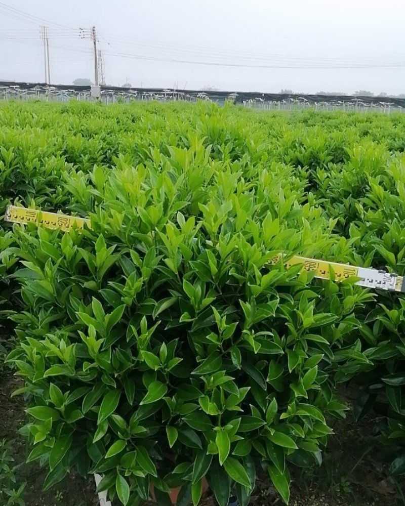 非洲茉莉基地直销