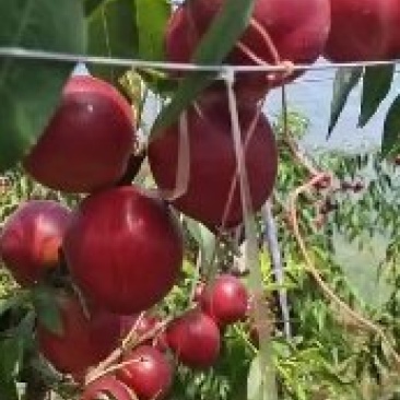 大棚油桃油四