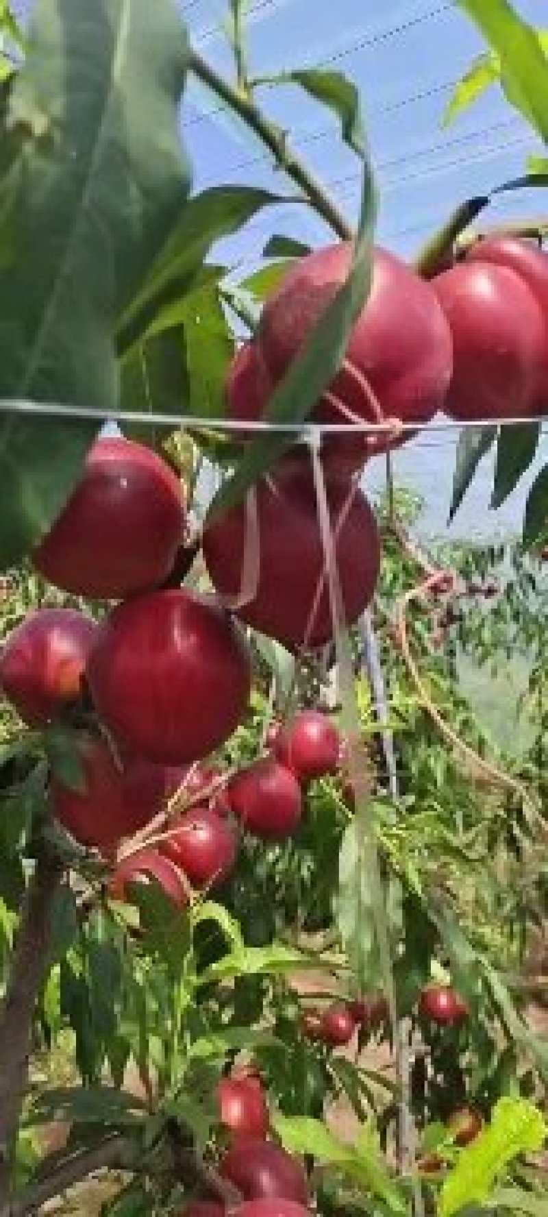 大棚油桃油四