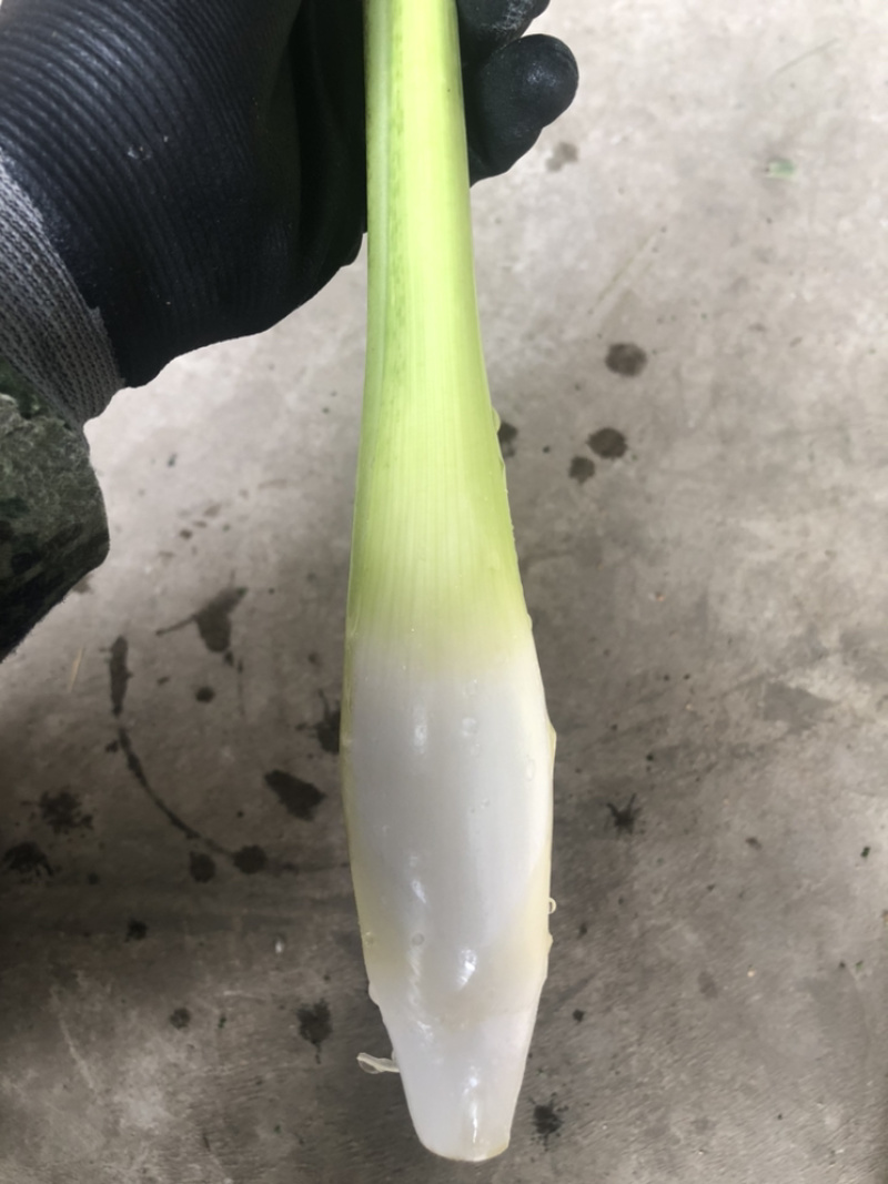 德清下半年优质双季茭白，早茭，晚茭，红壳