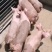 供应浙江优质良种外三元杜洛克仔猪猪苗小猪视频看猪