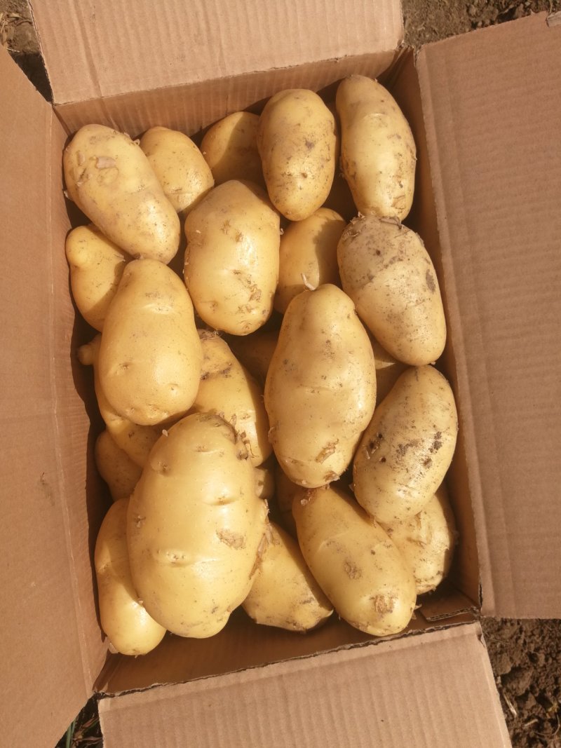 土豆，沃土，希森，荷兰十五，新土豆大量上市，产地直销