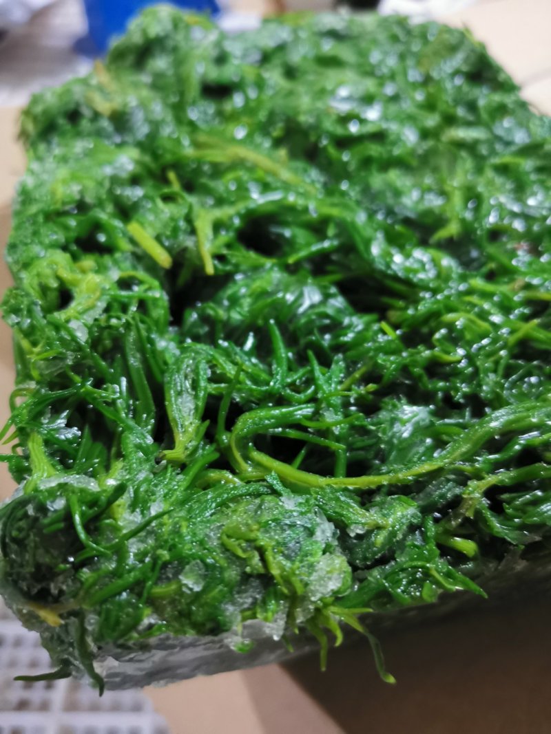 速冻黄须菜，皇席菜、盐地碱蓬美味中的美味，全国常年供货